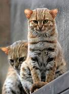 Can Rusty Spotted Cats be Pets?