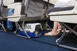 How to Add a Pet to Your United Flight
