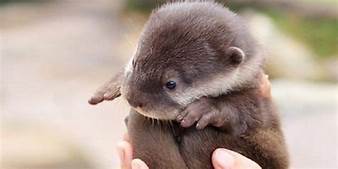 How Much Does an Otter Cost as a Pet?