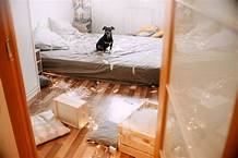 Does Home Insurance Cover Pet Damage?