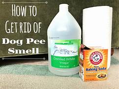 How Do I Get Rid of Pet Urine Smell?