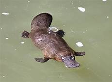 Can Platypus Be Pets?