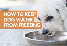 How to Keep Pet Water from Freezing