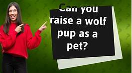 Can You Raise a Wolf as a Pet?