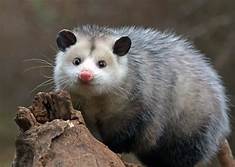 Does a Possum Make a Good Pet?