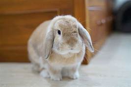 Are Holland Lops Good Pets?