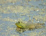 Can You Keep a Bullfrog as a Pet?