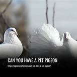 Can You Have a Pigeon as a Pet in California?