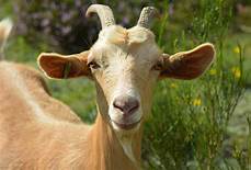 Do Goats Like Being Pet?