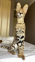 Can a Serval Cat Be a Pet?