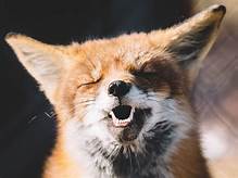 Can I Have a Pet Fox in California?