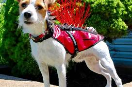 Is Pet Armor Good for Dogs?