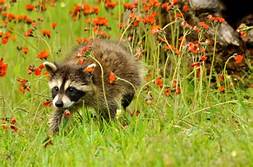 Are Male or Female Raccoons Better Pets?