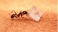 How to Get Rid of Ants When You Have Pets