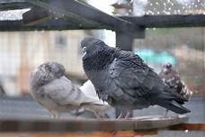 Is It Legal to Keep Pigeons as Pets?