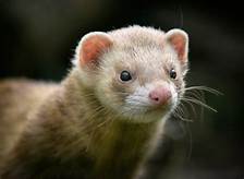 Do Minks Make Good Pets?