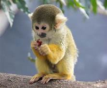 Are Squirrel Monkeys Good Pets?