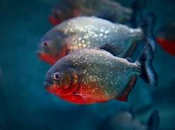 Can You Have a Piranha as a Pet?