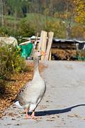 Can You Keep a Goose as a Pet?
