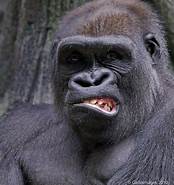 Can You Have a Gorilla as a Pet?