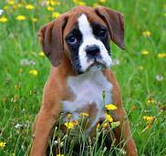 Are Boxers Good Pets?