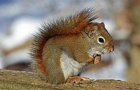 How Long Do Pet Squirrels Live?