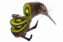 Can You Have a Kiwi Bird as a Pet?