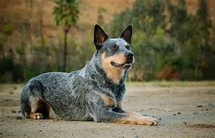 Do Blue Heelers Make Good Pets?