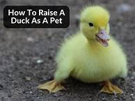 How to Raise a Duck as a Pet