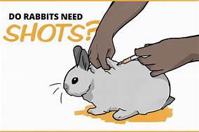 Do Pet Rabbits Need Shots?