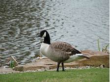 How to Raise Geese as Pets