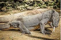 Can You Get a Komodo Dragon as a Pet?