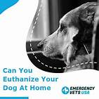 Can You Euthanize a Healthy Pet?