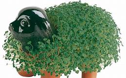 How Many Different Chia Pets Are There?