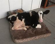 Can I Have a Cow as a Pet?