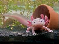 Can You Have Axolotls as Pets?