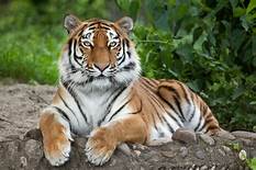 Are Pet Tigers Dangerous?