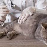 How Often Do Pets Need Rabies Vaccine?