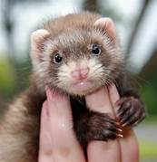 How Much Are Ferrets At Pet Supermarket?