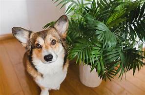 Are Philodendrons Pet Friendly?