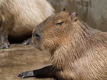 Are Capybara Good Pets?