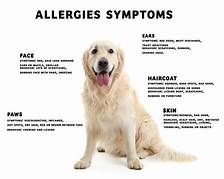 Do Pet Allergies Go Away?