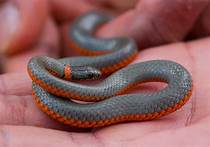 Are Ringneck Snakes Good Pets?