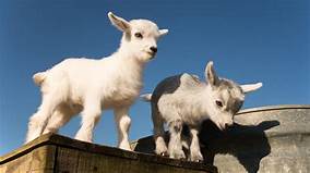 Can You Keep a Goat as a Pet?