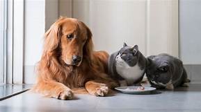 Can Cats Eat Fresh Pet Dog Food?