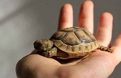 Do Pet Tortoises Hibernate?