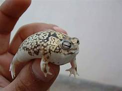 Can You Have a Rain Frog as a Pet?