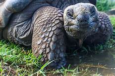 How Long Can a Pet Tortoise Live?