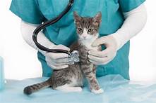 How to Get Pet Insurance for Cats