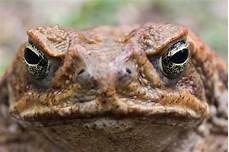 Are Toads Good Pets?